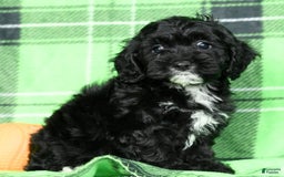 Cockapoo dogs for sale: Valerie - Image 4