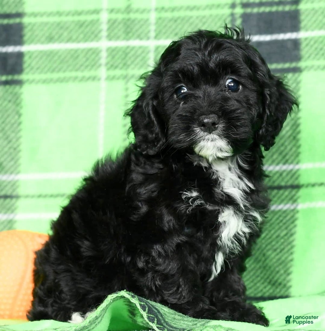 Cockapoo dogs for sale: Valerie - Image 4