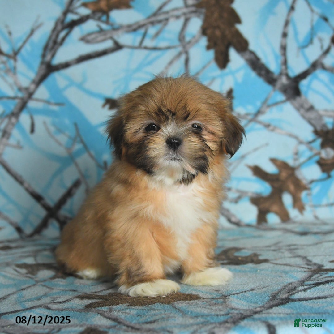 Shih Tzu dogs for sale: Rain - Image 2