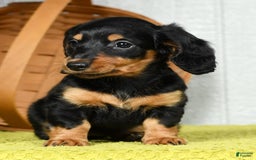 Miniature Dachshund dogs for sale: Dora - Image 9