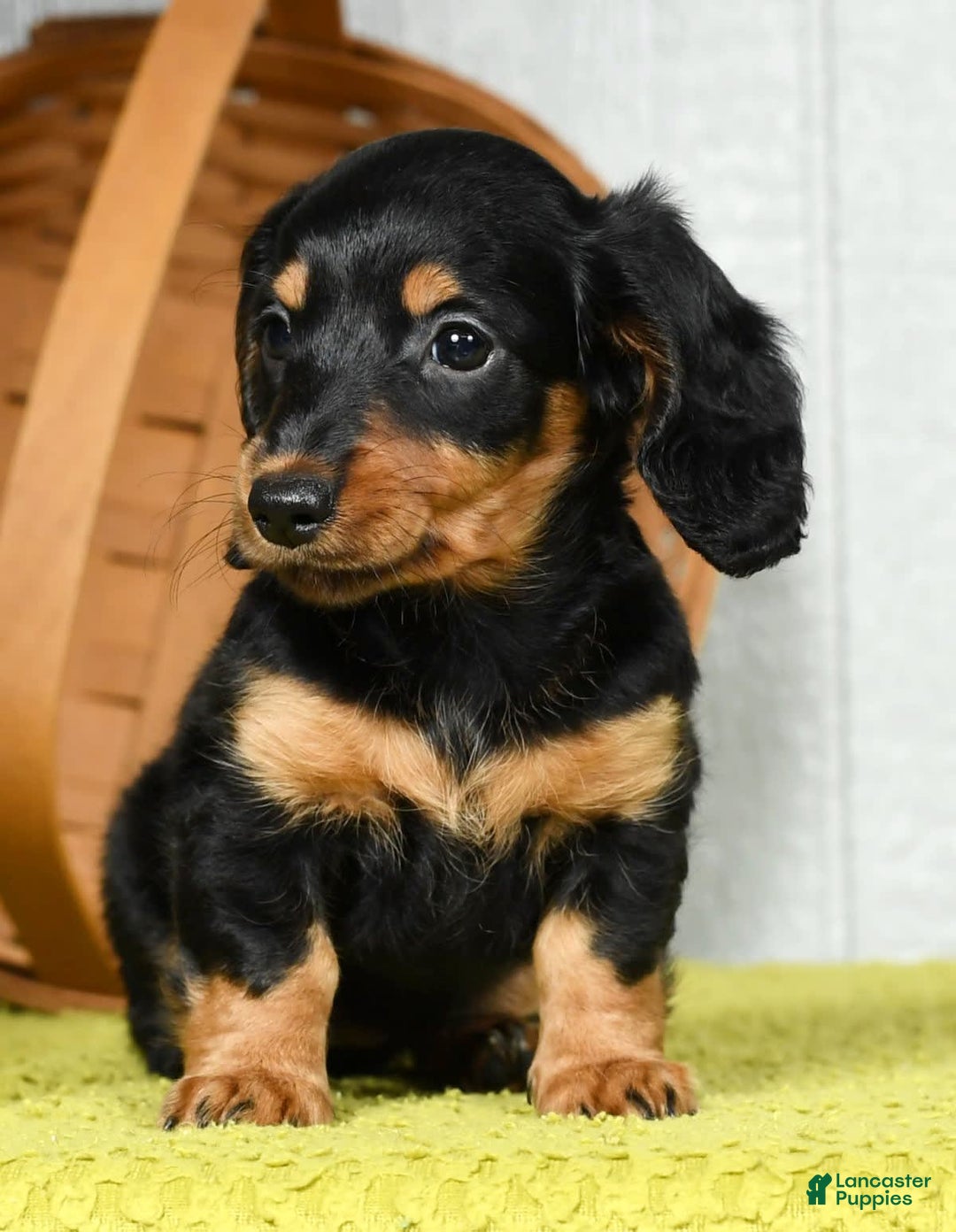 Miniature Dachshund dogs for sale: Dora - Image 9