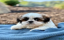 Shih Tzu dogs for sale: Atlas - Image 4