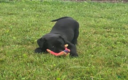 Labrador Retriever dogs for sale: Chelsea - Image 6