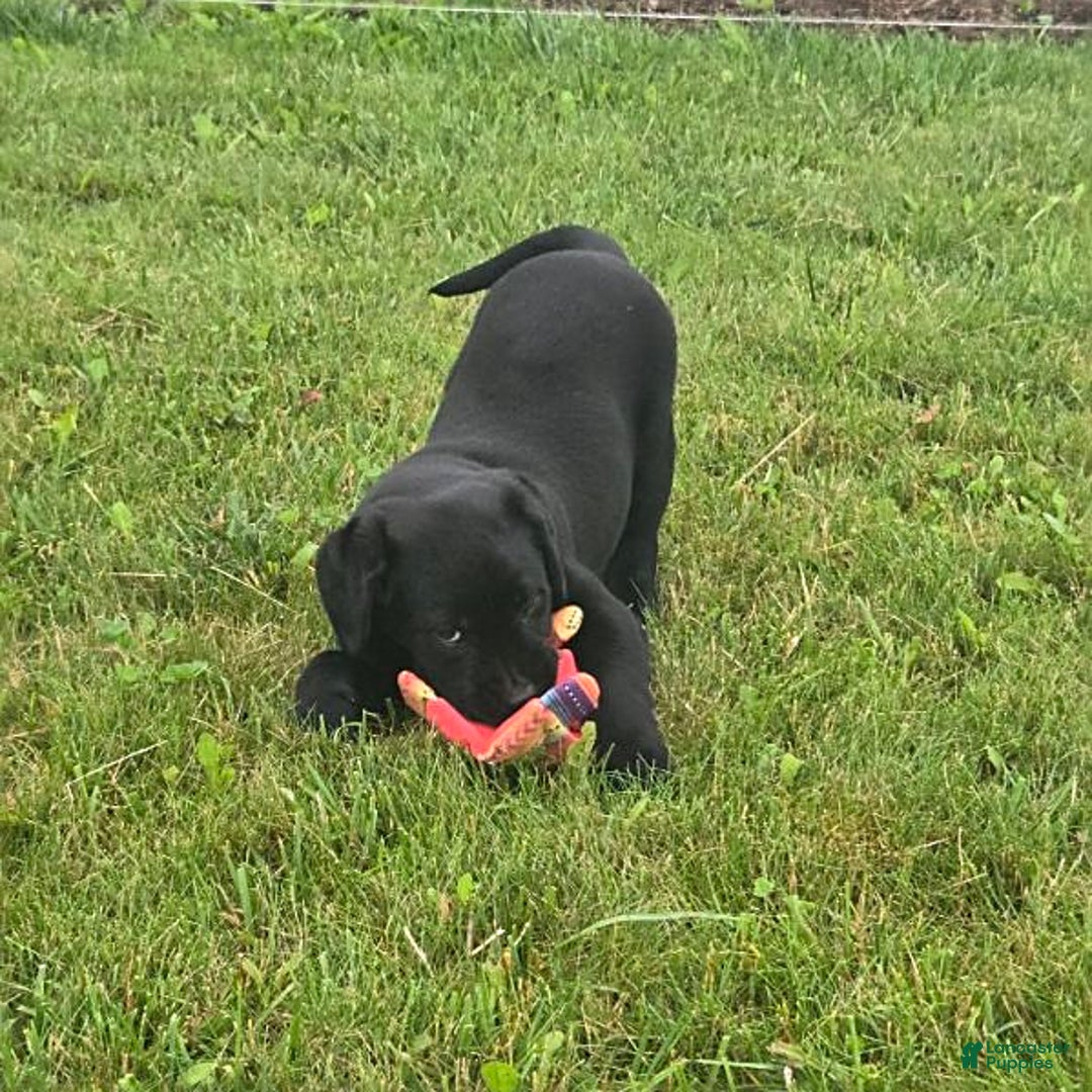 Labrador Retriever dogs for sale: Chelsea - Image 6
