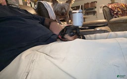 Yorkshire Terrier dogs for sale: Big Red Bubble Gum - Image 1