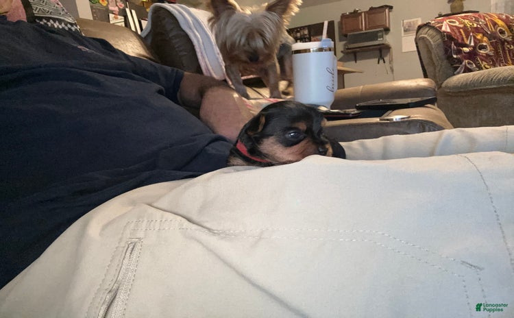 Yorkshire Terrier dogs for sale - Ad 1