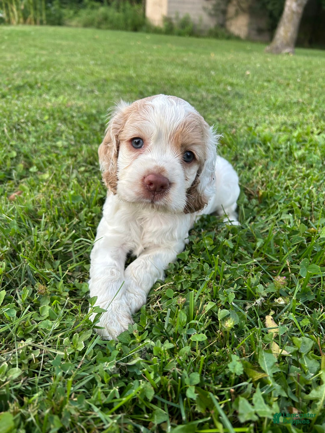 Cocker Spaniel dogs for sale: Tommy - Image 3