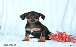 Miniature Pinscher dogs for sale: Barbie - Image 3