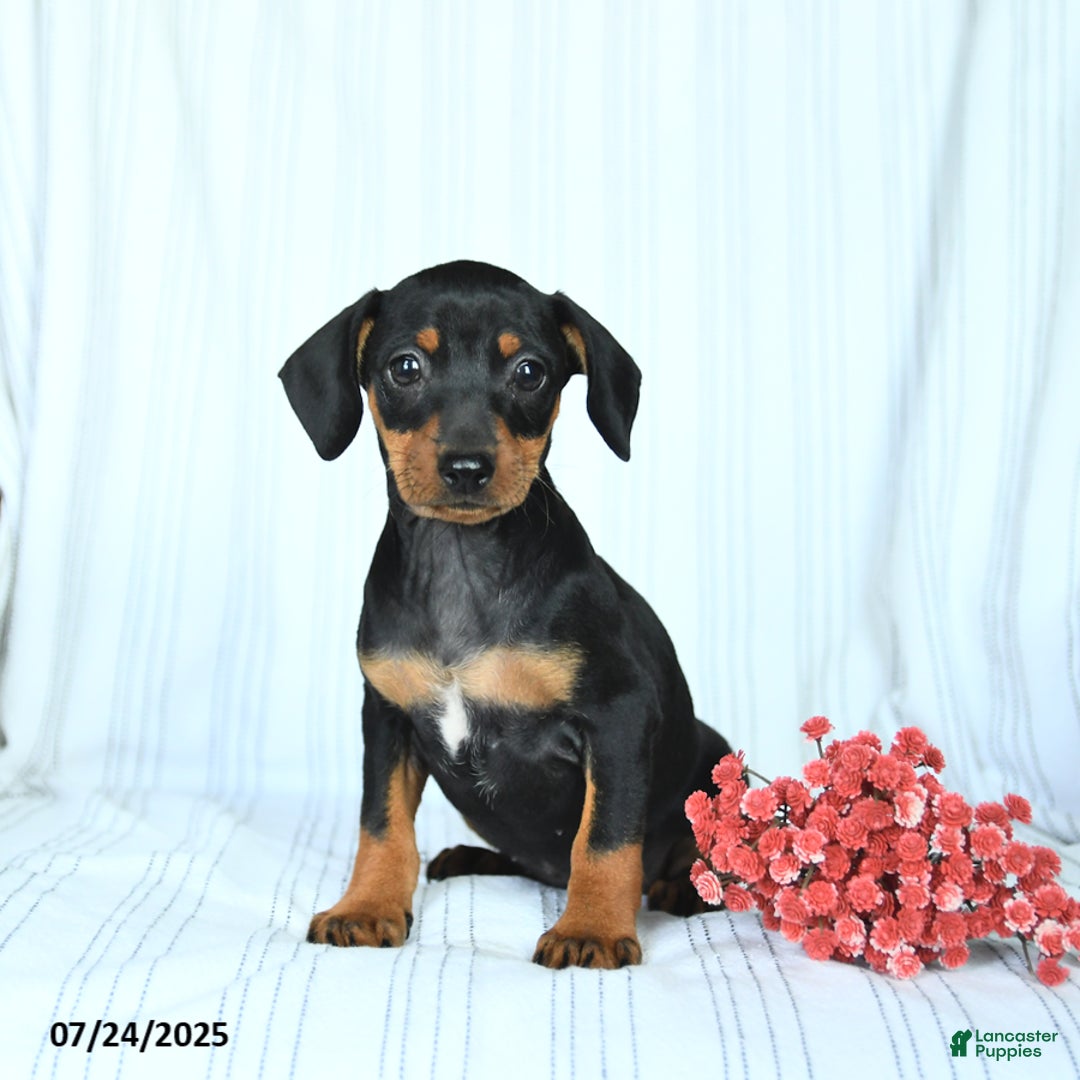 Miniature Pinscher dogs for sale: Barbie - Image 3