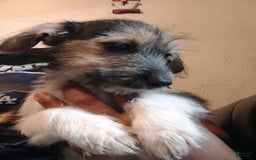 Jack Russell Terrier dogs for sale: Girl Black - Image 6
