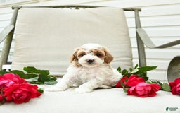 Cockapoo dogs for sale: Joy - Image 5