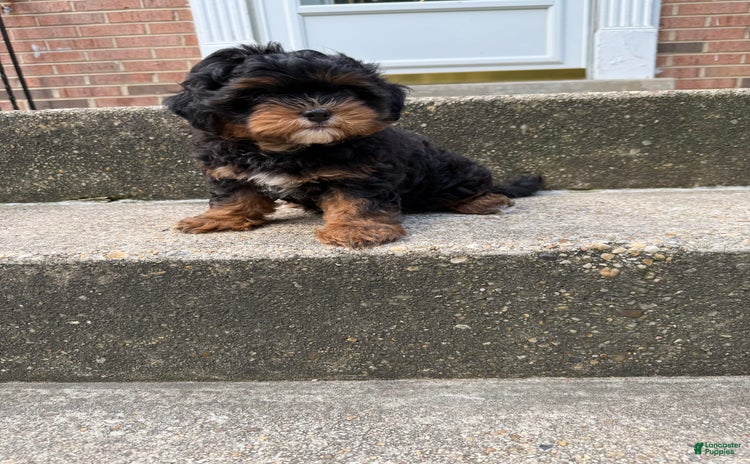 Miniature Poodle dogs for sale - Ad 4