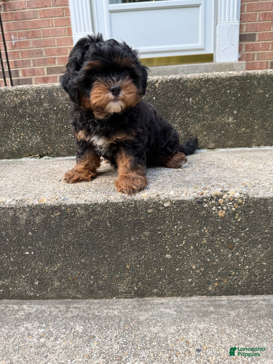 Miniature Poodle dogs for sale: Mela - Image 1