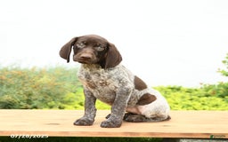 German Shorthaired Pointer dogs for sale: Jemma - Image 2