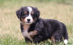Bernese Mountain Dog dogs for sale: Smiles - Image 3