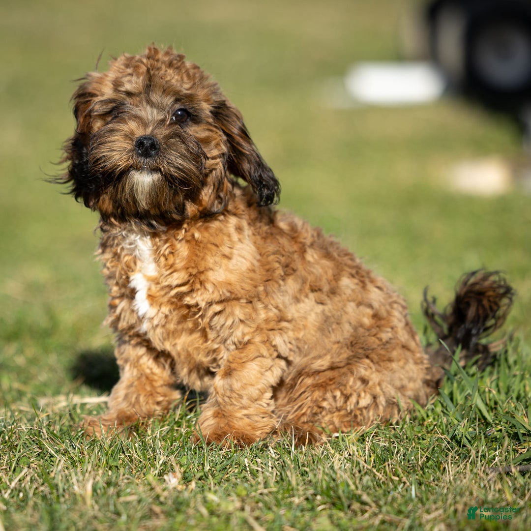 Shihpoo dogs for sale: Doc - Image 3
