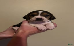 Walker Hound dogs for sale: Orange - Image 1