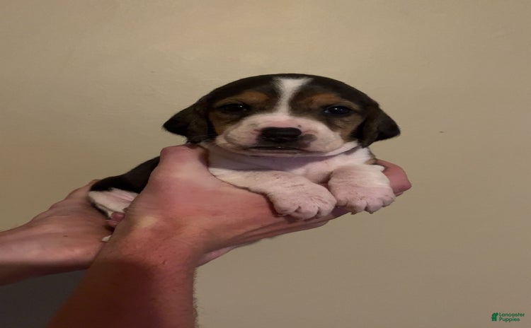 Walker Hound dogs for sale - Ad 2