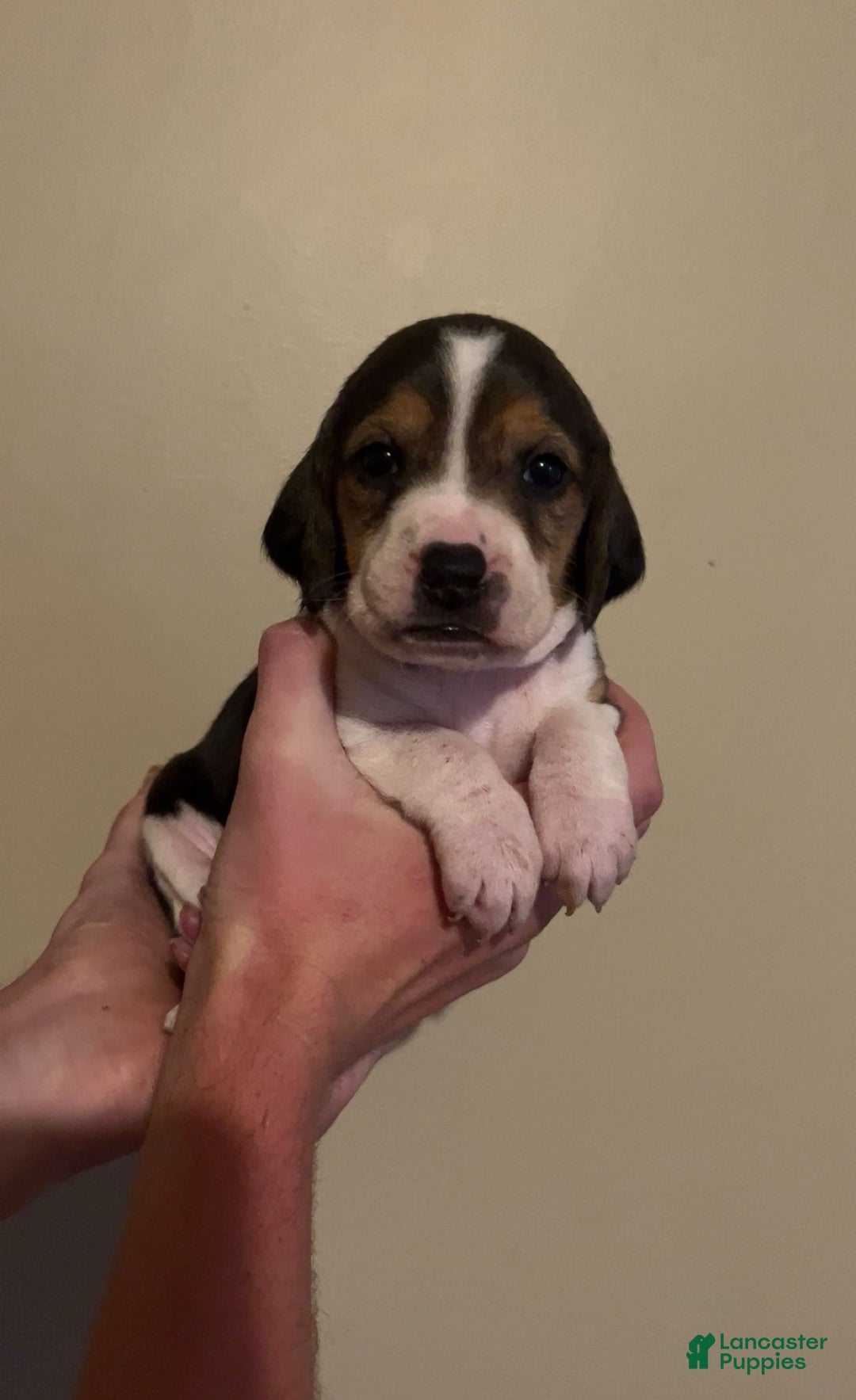 Walker Hound dogs for sale: Orange - Image 1