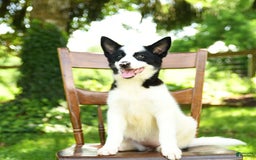 Border Collie dogs for sale: Poppy - Image 14