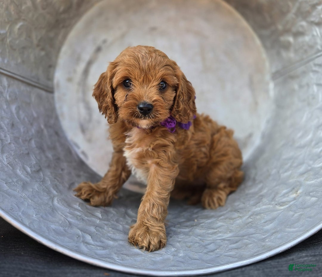 Cavapoo dogs for sale: Alice - Image 7