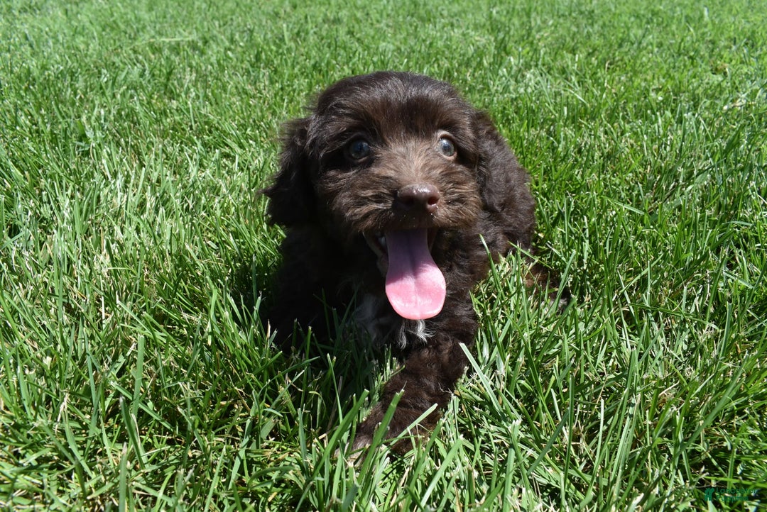 Havapoo dogs for sale: Armani - Image 10