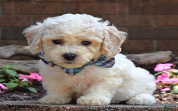 Bichpoo dogs for sale: Paxton - Image 8