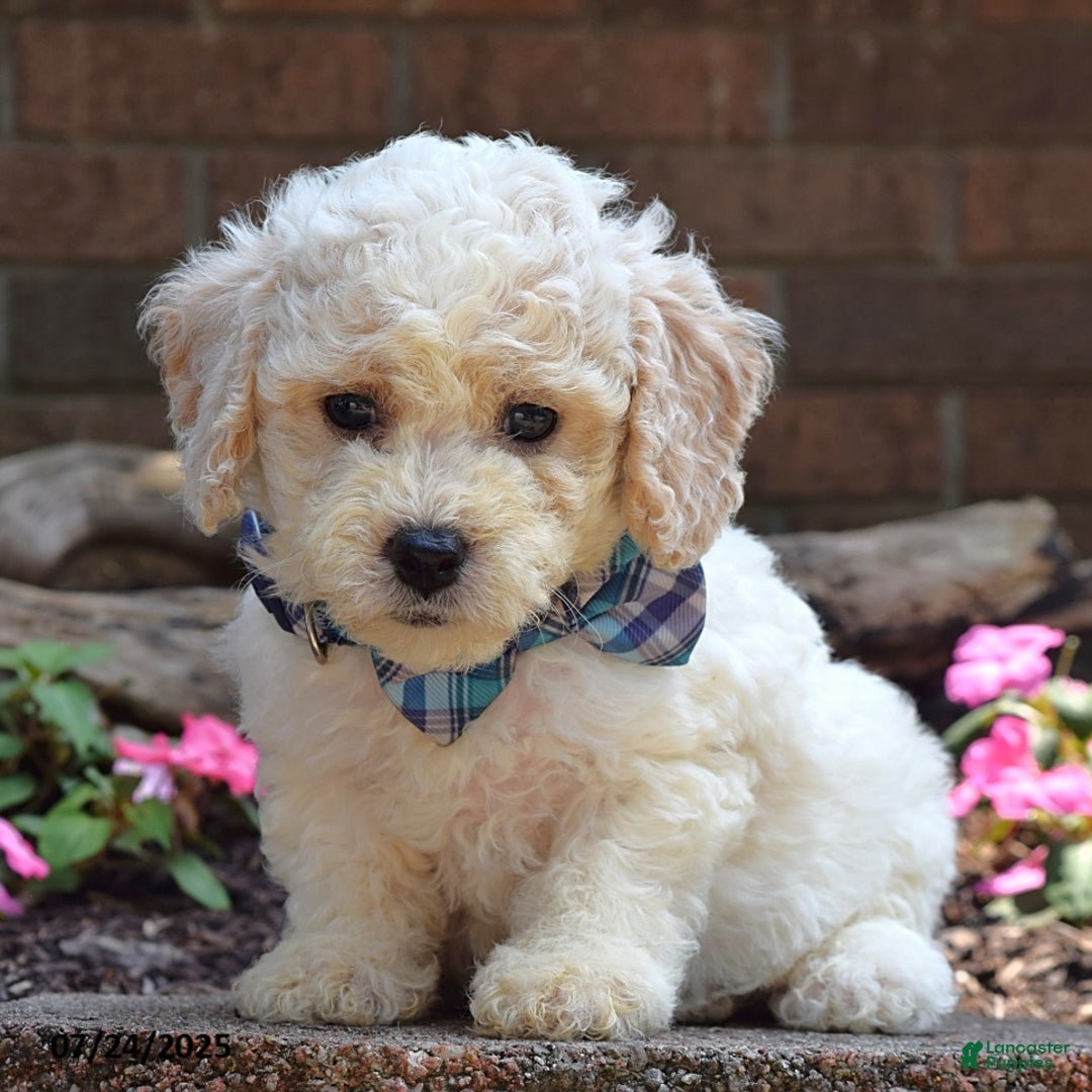 Bichpoo dogs for sale: Paxton - Image 8