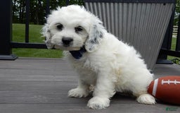 Cockapoo dogs for sale: Boomer - Image 11