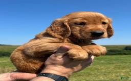 Golden Retriever dogs for sale: Rascal - Image 9