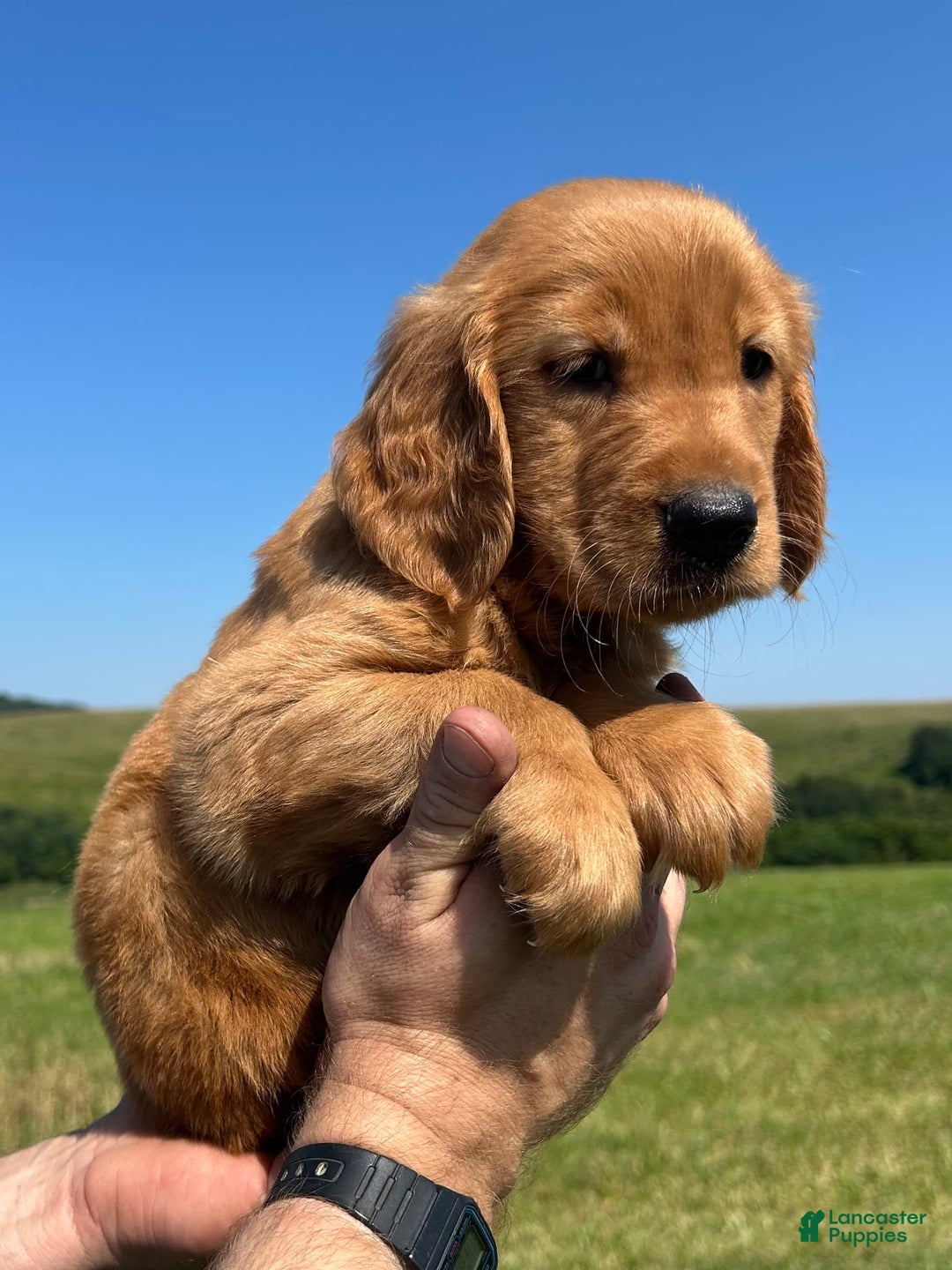 Golden Retriever dogs for sale: Rascal - Image 9