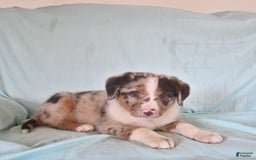 Australian Shepherd dogs for sale: Frankie - Image 4