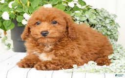 Cavapoo dogs for sale: Finn - Image 3