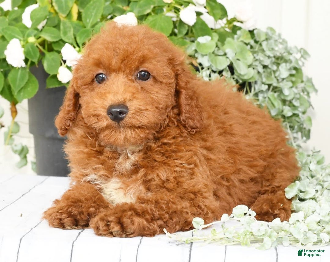 Cavapoo dogs for sale: Finn - Image 3