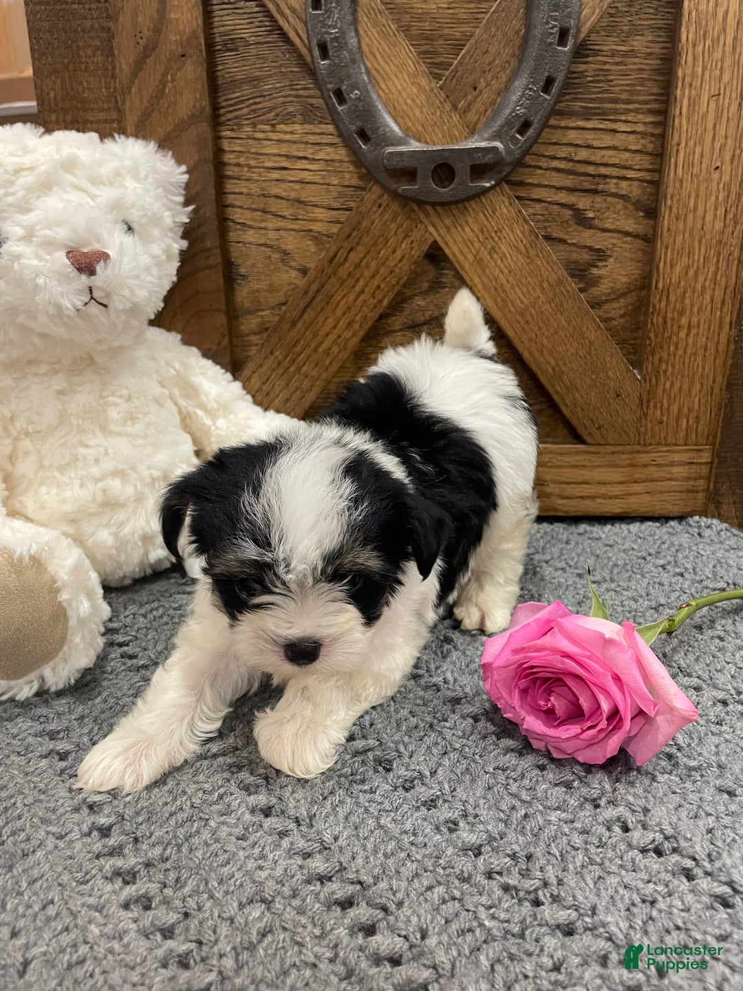 Morkie dogs for sale: Pink - Image 7