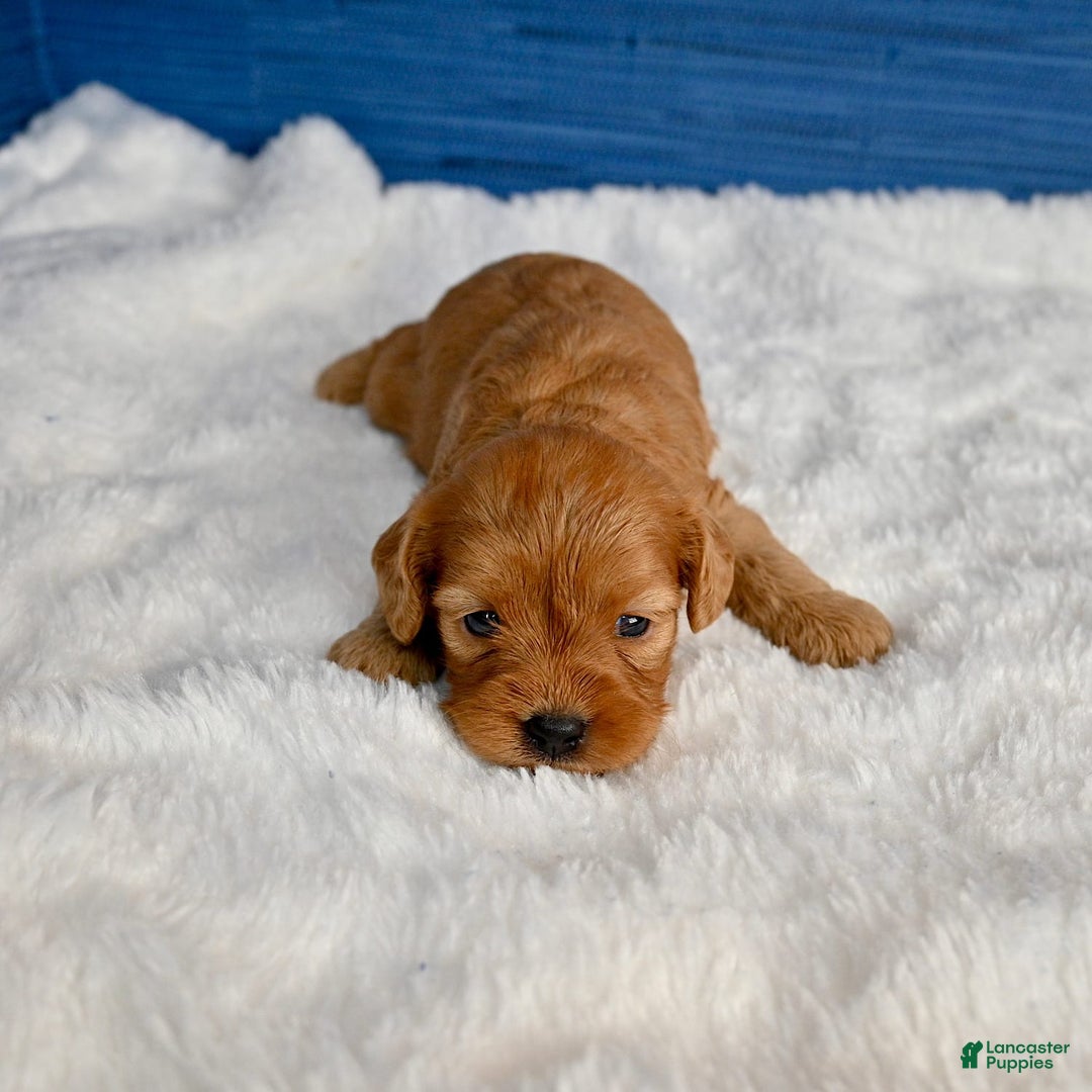 Cavapoo dogs for sale: Viviana - Image 4