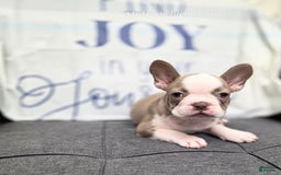 French Bulldog dogs for sale: Comrad - Image 2