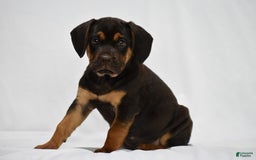 Beabull dogs for sale: Indie - Image 3