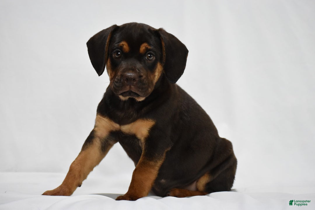 Beabull dogs for sale: Indie - Image 3