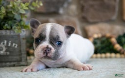 French Bulldog dogs for sale: Ashley - Image 3