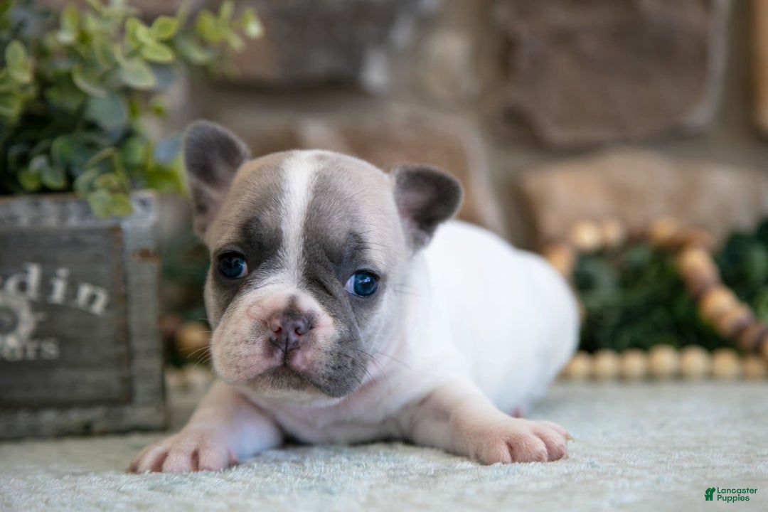 French Bulldog dogs for sale: Ashley - Image 3