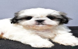 Shih Tzu dogs for sale: Domino - Image 3