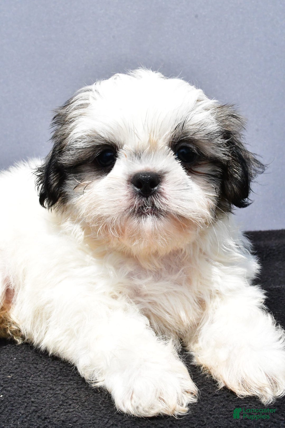 Shih Tzu dogs for sale: Domino - Image 3