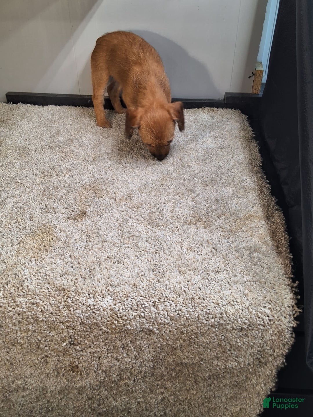 Jackapoo dogs for sale: Trena - Image 2