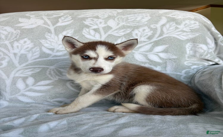 Siberian Husky dogs for sale - Ad 3