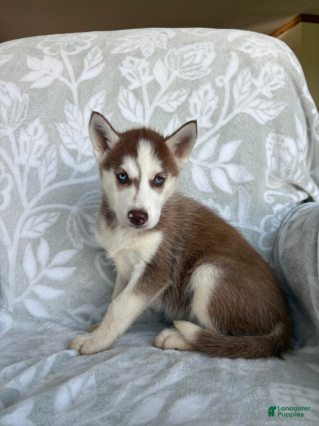 Siberian Husky dogs for sale: Bonnie - Image 1