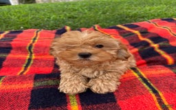 Cavachon dogs for sale: Sammy - Image 2
