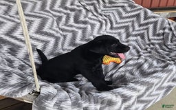 Labrador Retriever dogs for sale: Chuck - Image 4