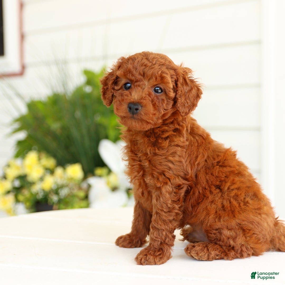 Miniature Poodle dogs for sale: Nacho - Image 3