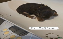 Yorkshire Terrier dogs for sale: Mr Yellow - Image 2